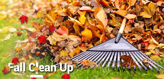 Fall Clean Up