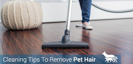 Cleaning Tips To Remove Pet Hair