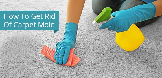 Eliminating Carpet Mold